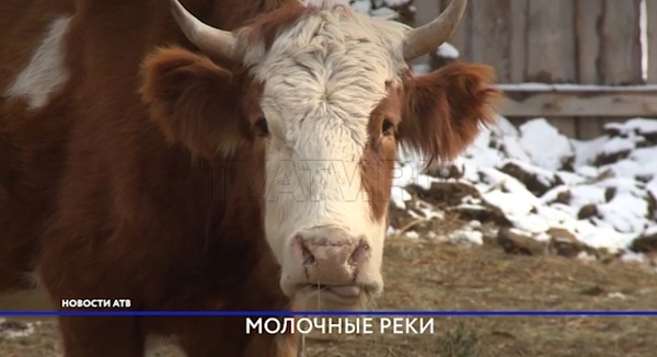 Ферма из Иволгинского района обеспечивает молочной продукцией Улан-Удэ
