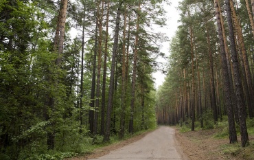 В Улан-Удэ ограничили доступ в лес
