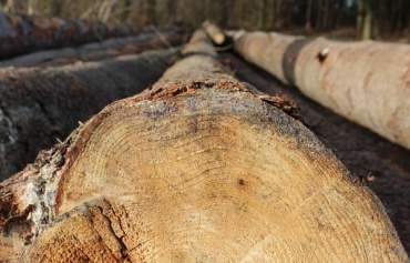 В Бурятии черный лесоруб напилил лес на 54 тысячи рублей