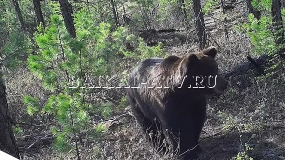 В Бурятии из леса выходят голодные медведи