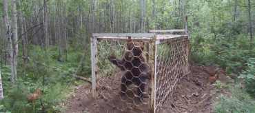 В Иркутской области нашли медведя в лесу в клетке без еды и воды