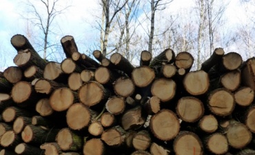 Житель Бурятии вырубил лес на 55 тысяч рублей