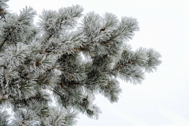 Где купить новогоднюю елку в Улан-Удэ?