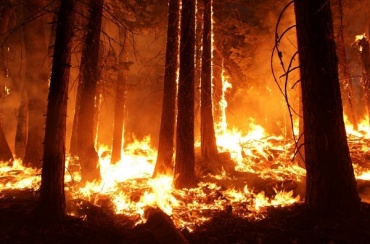 Более 200 человек сражались с огнём в лесах Бурятии