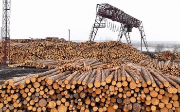 В Бурятии начали массовую проверку пунктов приема и отгрузки древесины