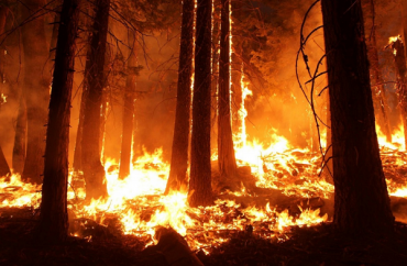 В Бурятии горели 666 га леса