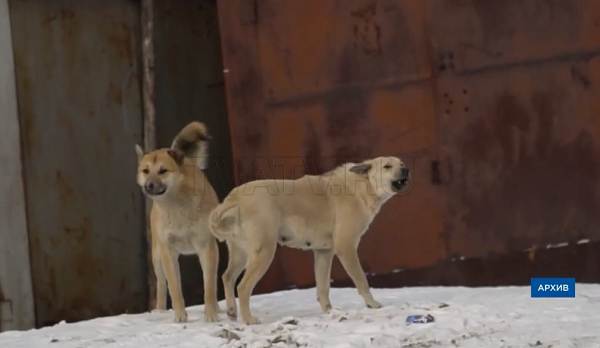 Санкции ударили по бродячим собакам в Улан-Удэ