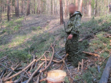 Улан-удэнец напилил лес на 400 тысяч и уголовное дело