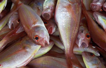 На Сахалине рыбообработчики из Бурятии объявили голодовку