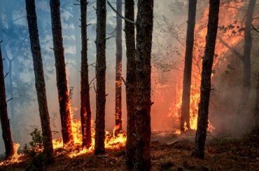 Лесной пожар в бурятском нацпарке потушили