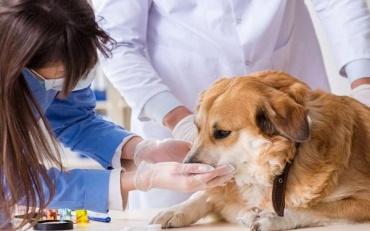 В Улан-Удэ около 200 бездомных псов стерилизованы и привиты