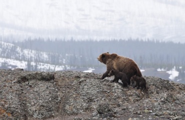 Медведи на Байкале отказываются впадать в спячку