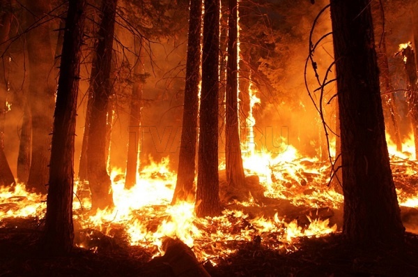 В Бурятии потушили 15 лесных пожаров