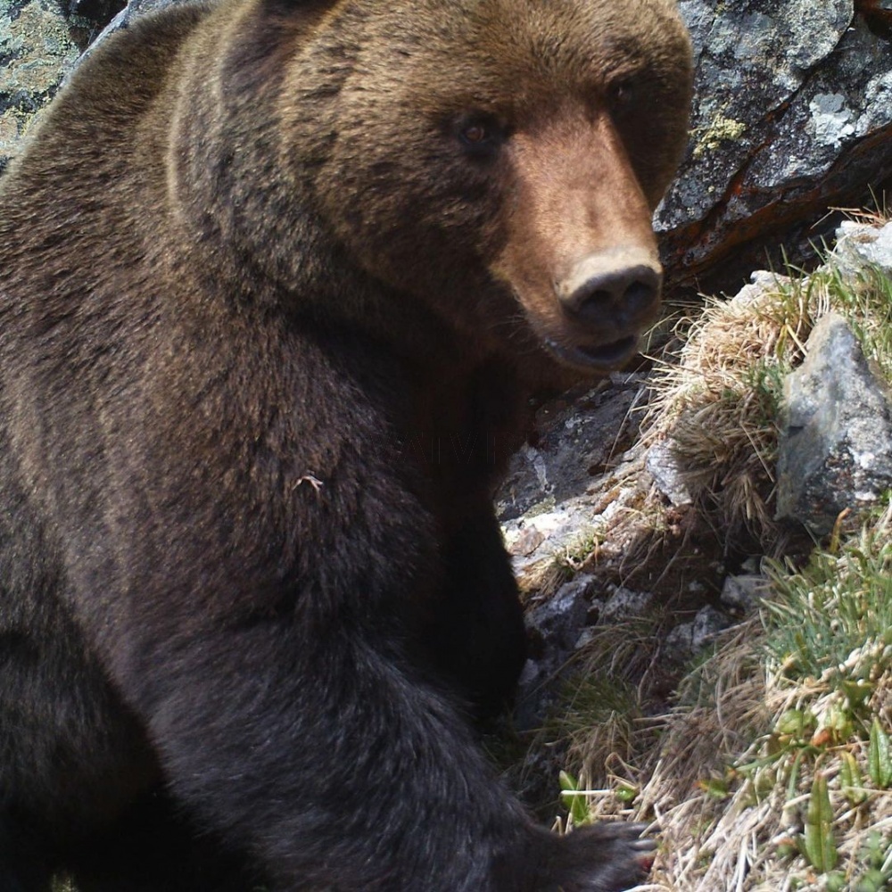 В Бурятии сотрудники нацпарка спасли туристов от дикого медведя