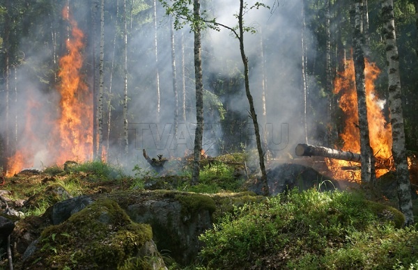 В Бурятии тушат 5 лесных пожаров