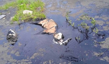 В Бурятии озеро гудрона угрожает экологии и животным