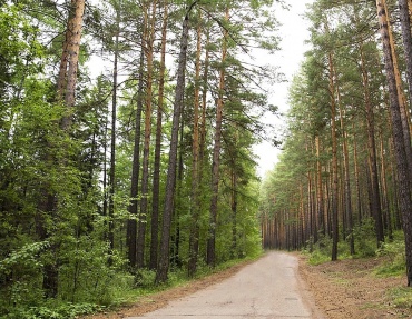 В Улан-Удэ запрет на пребывание в лесах продлили до конца лета