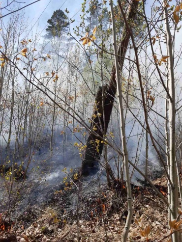 В Бурятии из-за замыкания ЛЭП горел лес