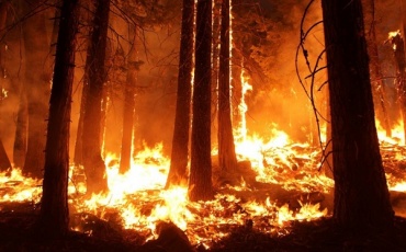 В Бурятии тушат 5 лесных пожаров в Северо-Байкальском районе