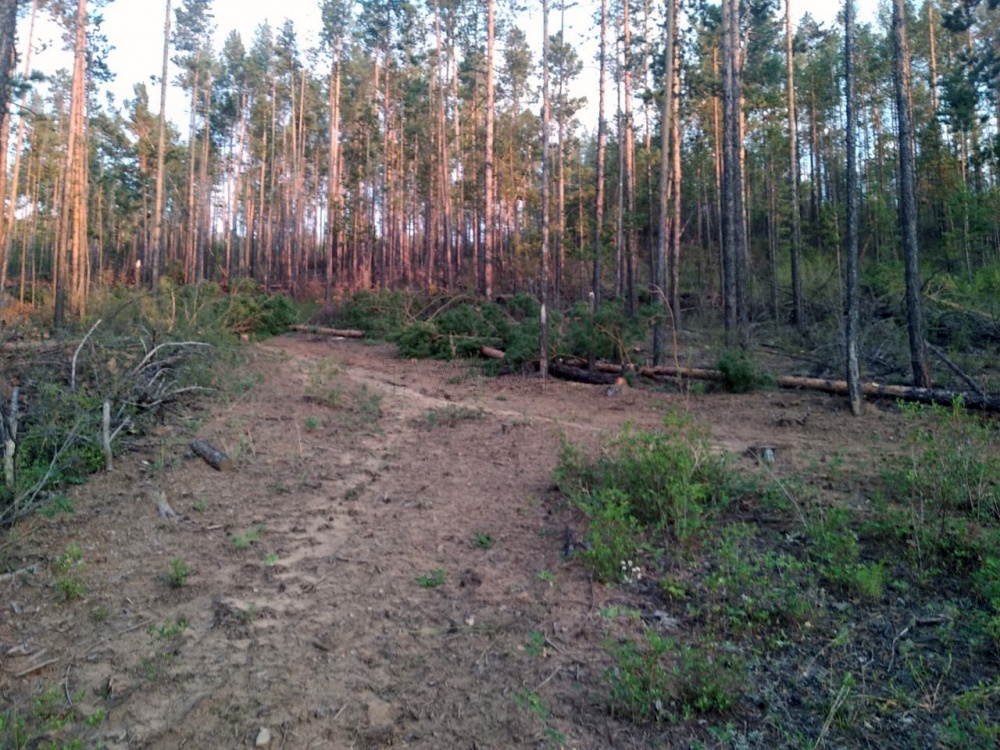 В Заиграевском районе поймали очередных "черных лесорубов"