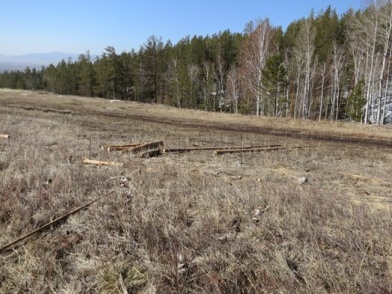 В Бурятии "черный лесоруб" напилил лес на 200 тысяч рублей