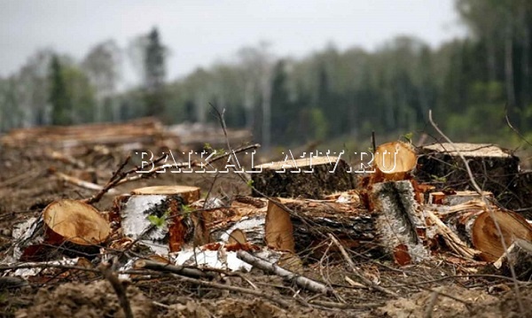 В Бурятии мужчина напилил лес на 4 млн рублей