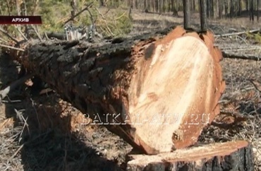 В правительство России направлен законопроект, разрешающий рубку леса на Байкале