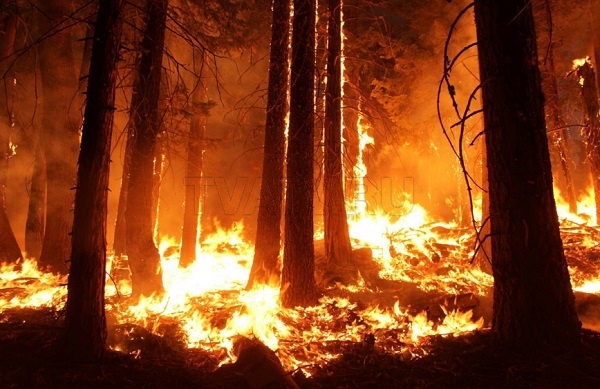 Более 600 человек сражаются с лесными пожарами в Бурятии