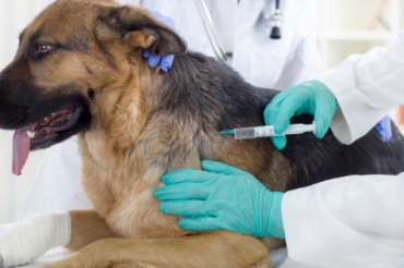 В Улан-Удэ продолжается вакцинация животных против бешенства