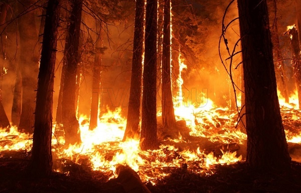 В Бурятии тушат 5 лесных пожаров