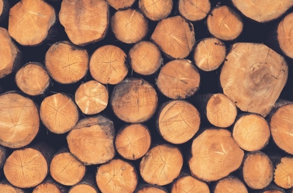 Житель Бурятии вырубил лес почти на 100 тысяч