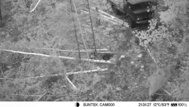 «Чёрных» лесорубов в Бурятии вычисляют по фотоловушкам