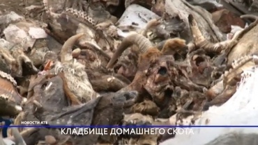 В Улан-Удэ нашли кладбище домашних животных