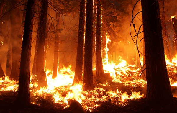 В Бурятии тушат три лесных пожара