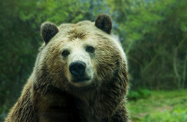 В Байкальском заповеднике провели медвежью перепись