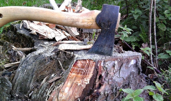 ‍В Бурятии инженер лесхоза скрыл незаконные рубки