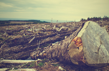 Житель Бурятии напилил лес почти на полмиллиона 