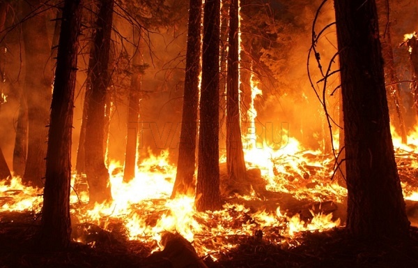 Генпрокуратура не выявила искажение статистики по лесным пожарам в Бурятии