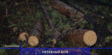 В Заиграевском районе «черные лесорубы» чувствуют себя хозяевами леса.