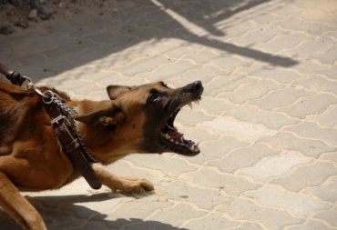 По факту нападения собак на девушку в Улан-Удэ началась доследственная проверка