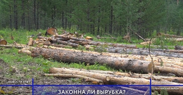 В Бурятии жители жалуются на вырубку лесов вблизи реки Темник