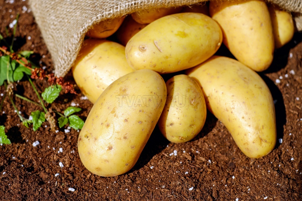 В Бурятии открылось современное картофелехранилище на восемь тысяч тонн