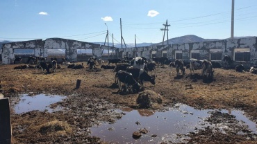 В Бурятии от разорения спасли молочную ферму