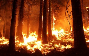 Генпрокуратура не выявила искажение статистики по лесным пожарам в Бурятии