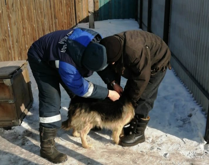 В Улан-Удэ экстренно прививают домашних животных от бешенства