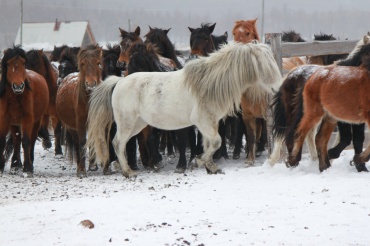 Всероссийский институт коневодства исследует геном бурятской лошади