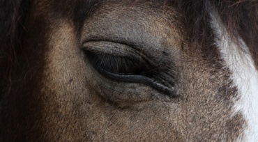 Жительница Бурятии пострадала в ДТП с лошадью