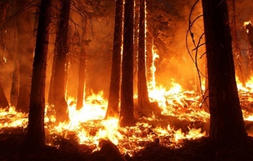 В Бурятии горят 4 тысячи га леса в труднодоступной местности