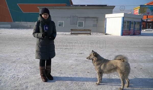 Псы с городских окраин. В Улан-Удэ устроили облаву на бездомных собак
