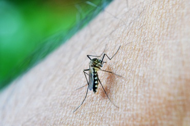 Врачи рассказали, почему некоторых людей комары кусают чаще